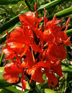 Red Butterfly Ginger (Red to Orange-Red), Hedychium deceptum, H. rubrum